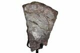 Fossil Sauropod Vertebra Section with Metal Stand - Colorado #339934-2